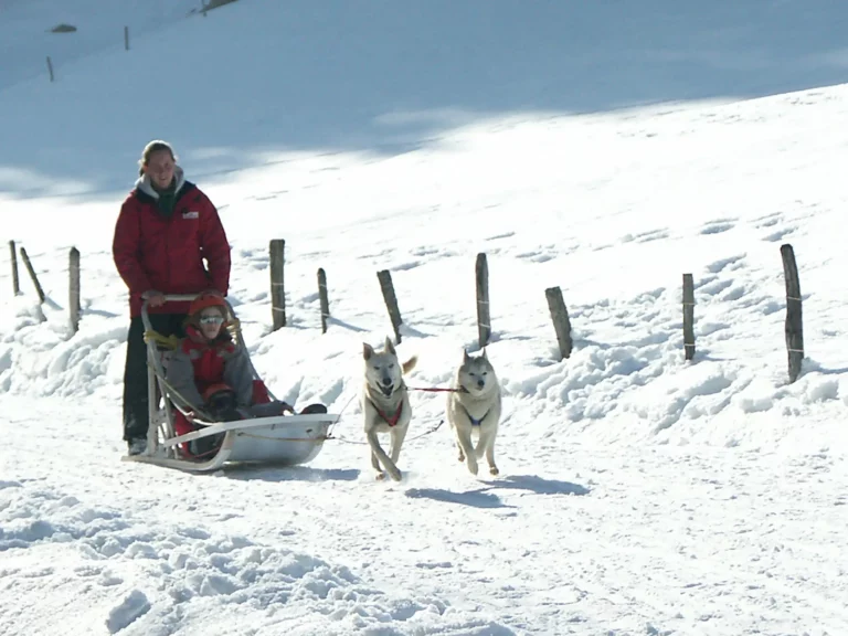 chiens traineaux