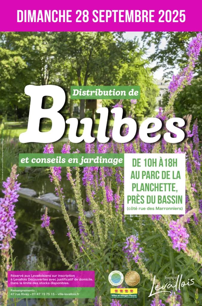 Distribution de bulbes 3 Levallois DISTRIBUTION BULBES 2025