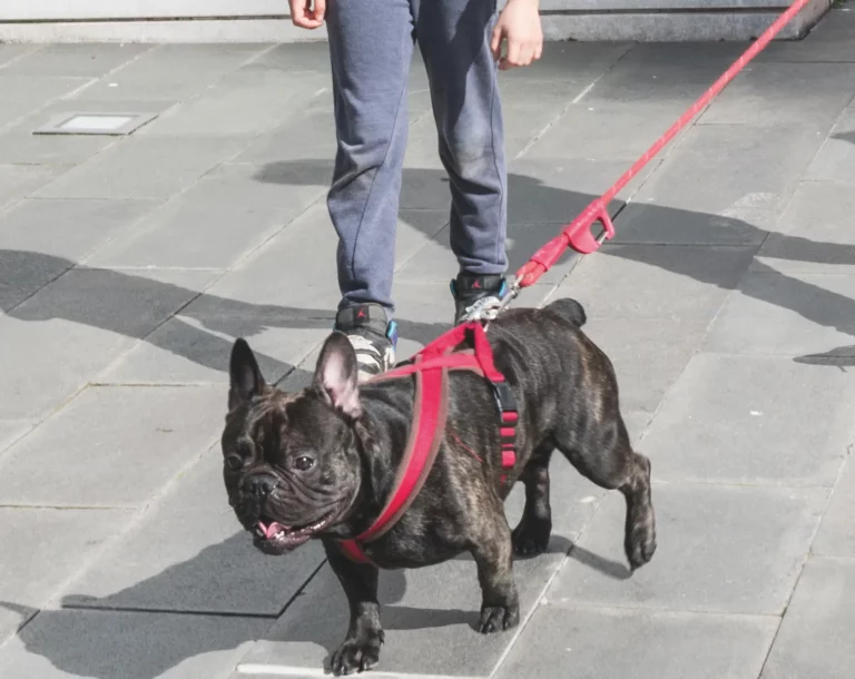 Levallois-CHIEN EN LAISSE