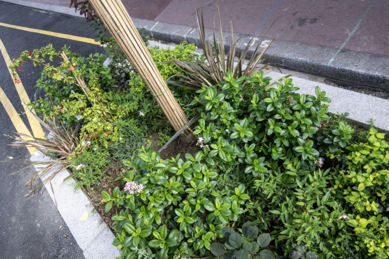 PLANTATIONS-RUE LOUISE MICHEL-002